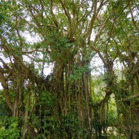 前肥田ガジュマル