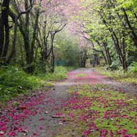 ヒカンザクラ並木